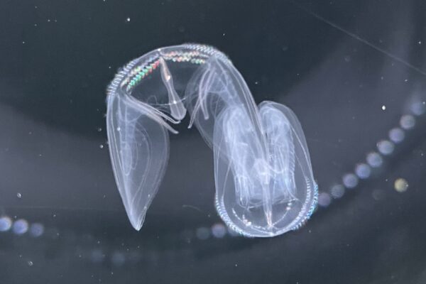 Ocyropsis fusca Ocyropsis fusca