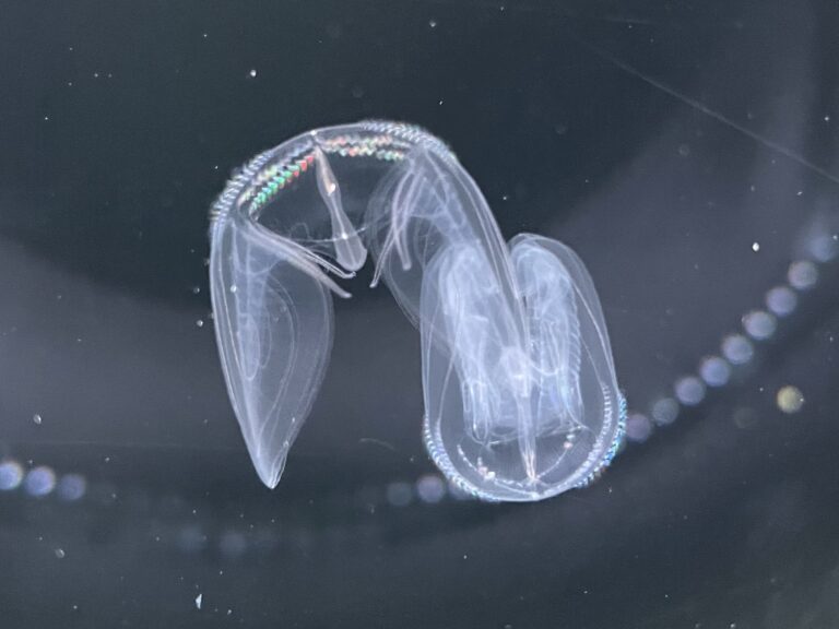 Ocyropsis fusca Ocyropsis fusca