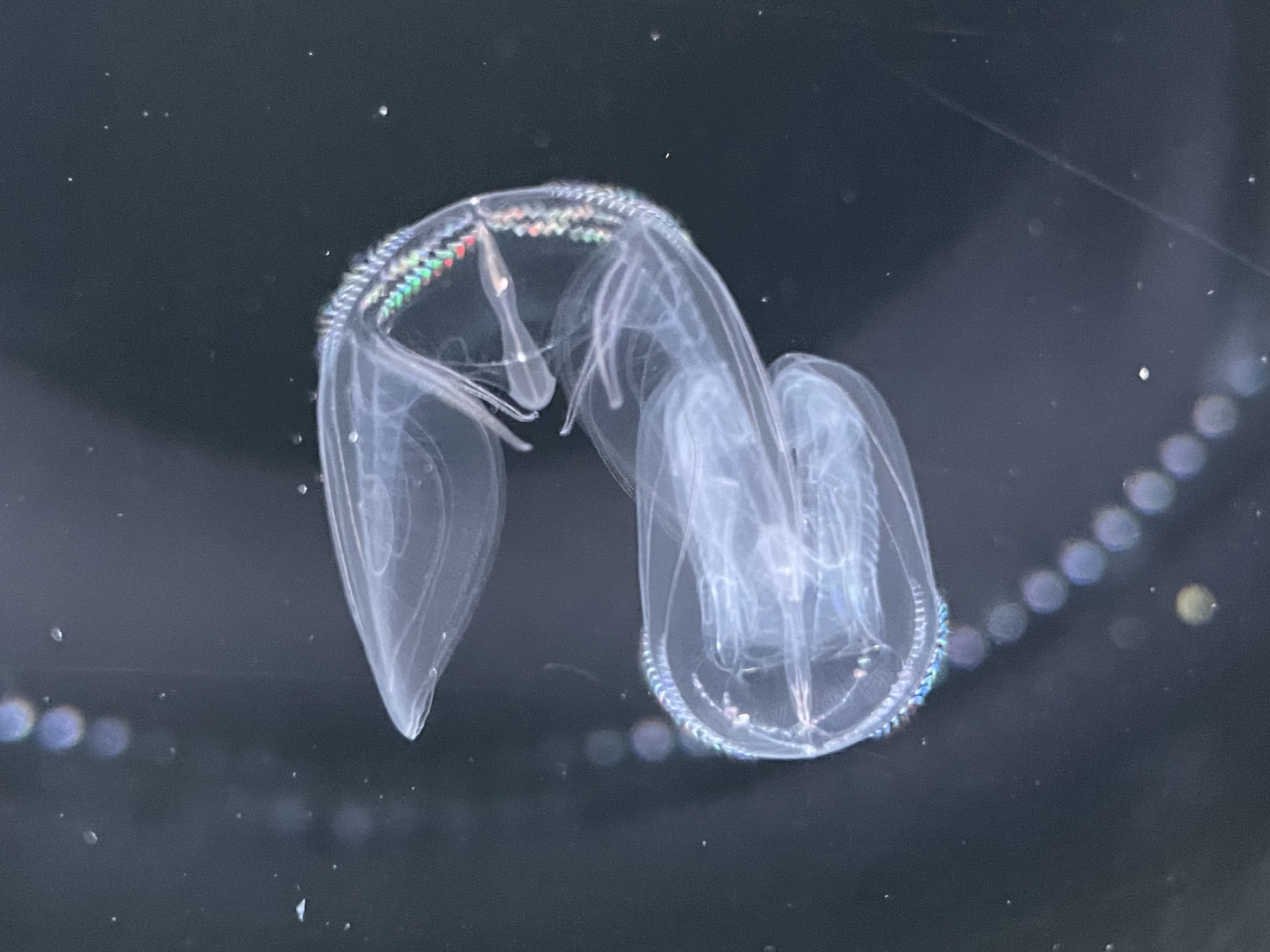 Ocyropsis fusca Ocyropsis fusca