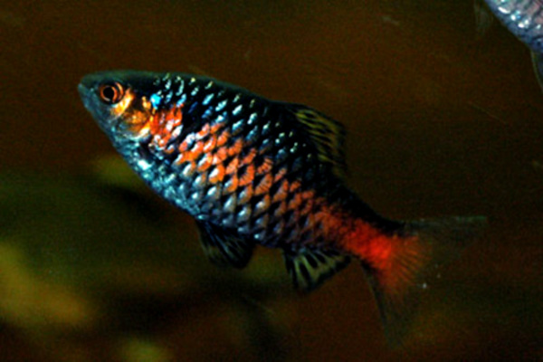 Odessa Barb (Pethia padamya) |commons:File:Pethia padamya.jpg