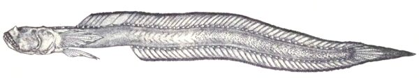 Odontamblyopus lacepedii (Odontamblyopus lacepedii) |commons:File:Odontamblyopus lacepedii (Temminck et Schlegel,1845).jpg