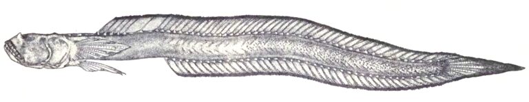 Odontamblyopus lacepedii (Odontamblyopus lacepedii) |commons:File:Odontamblyopus lacepedii (Temminck et Schlegel,1845).jpg