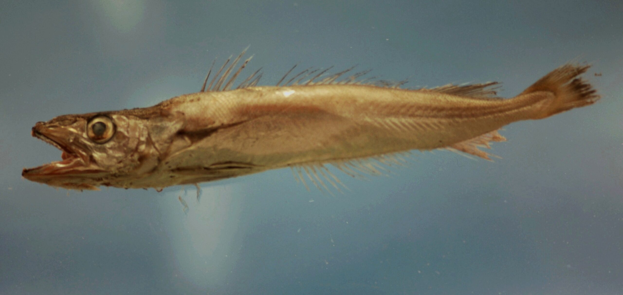 Offshore Hake (Merluccius albidus) |commons:File:Merluccius albidus.jpg