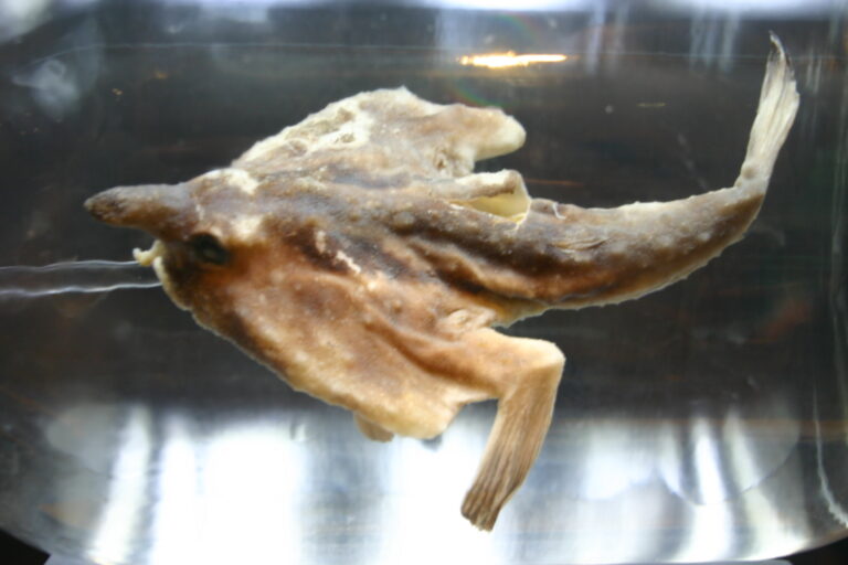 Ogcocephalus darwini (Ogcocephalus darwini) |commons:File:Ogcocephalus darwini 01 - Galapagos.jpg