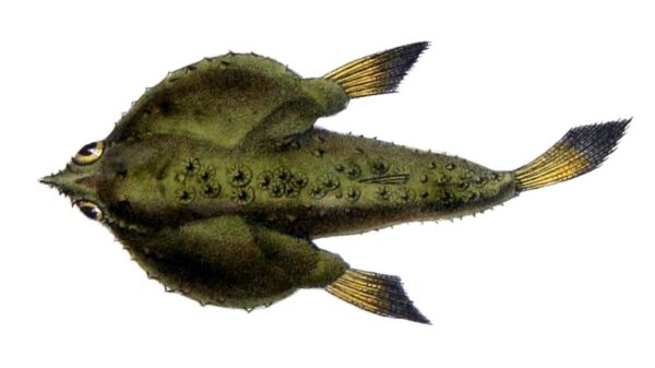 Ogcocephalus notatus (Ogcocephalus notatus) |commons:File:Ogcocephalus notatus Castelnau.jpg