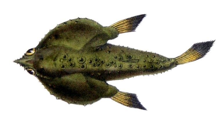 Ogcocephalus notatus (Ogcocephalus notatus) |commons:File:Ogcocephalus notatus Castelnau.jpg