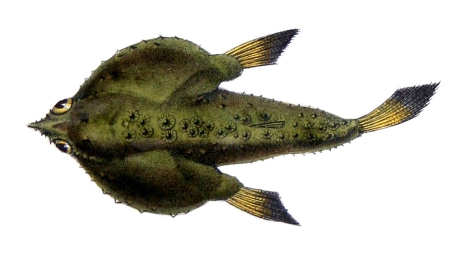 Ogcocephalus notatus (Ogcocephalus notatus) |commons:File:Ogcocephalus notatus Castelnau.jpg