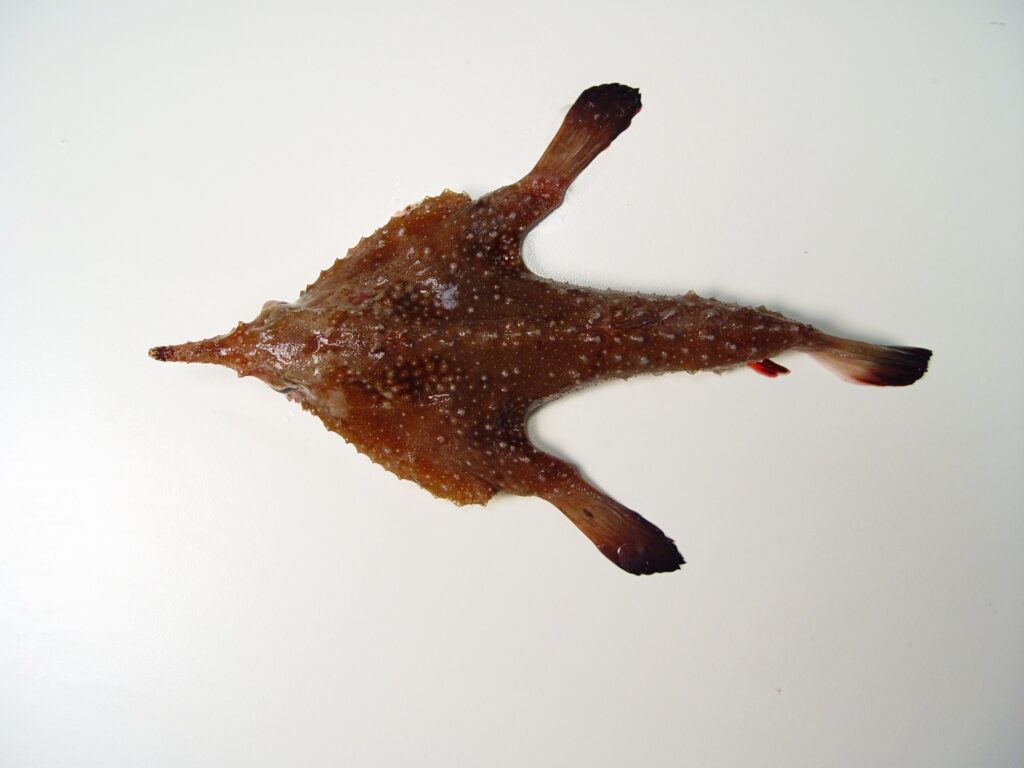 Ogcocephalus pumilus (Ogcocephalus pumilus) |commons:File:Dwarf batfish (Ogcocephalus pumilus).jpg