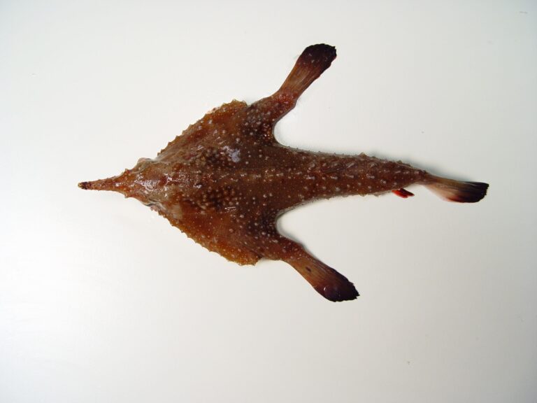 Ogcocephalus pumilus (Ogcocephalus pumilus) |commons:File:Dwarf batfish (Ogcocephalus pumilus).jpg