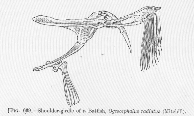 Ogcocephalus radiatus (Ogcocephalus radiatus) |commons:File:FMIB 52238 Shoulder-girdle of a Batfish, Ogcocephalus radiatus (Mitchill).jpeg