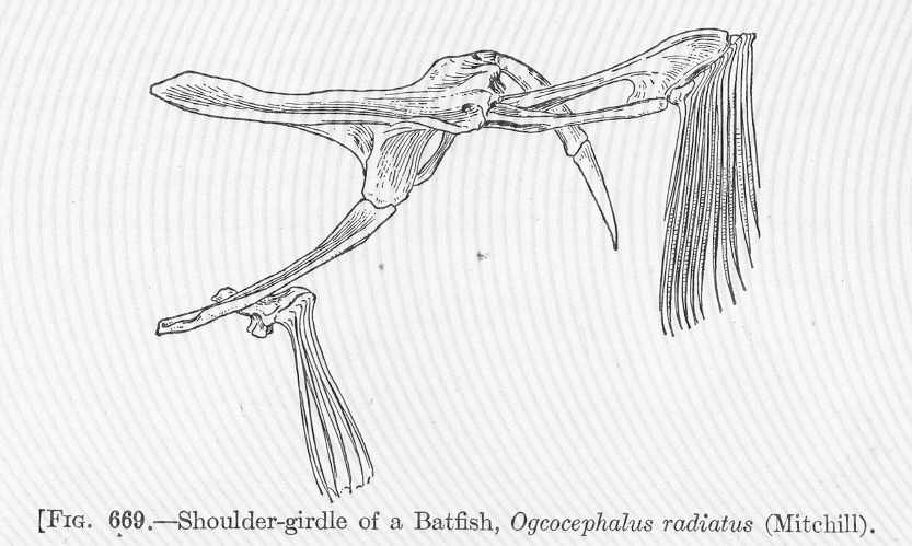 Ogcocephalus radiatus (Ogcocephalus radiatus) |commons:File:FMIB 52238 Shoulder-girdle of a Batfish, Ogcocephalus radiatus (Mitchill).jpeg