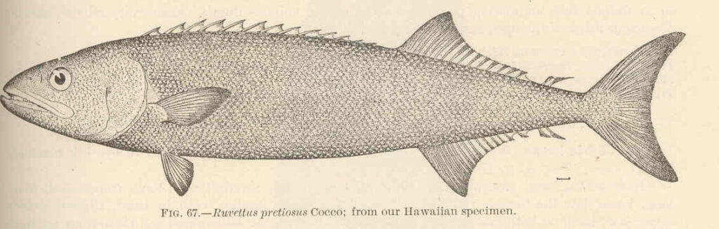 Oilfish (Ruvettus pretiosus) |commons:File:FMIB 42432 Ruvettus pretiosus Cocco.jpeg