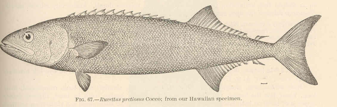 Oilfish (Ruvettus pretiosus) |commons:File:FMIB 42432 Ruvettus pretiosus Cocco.jpeg