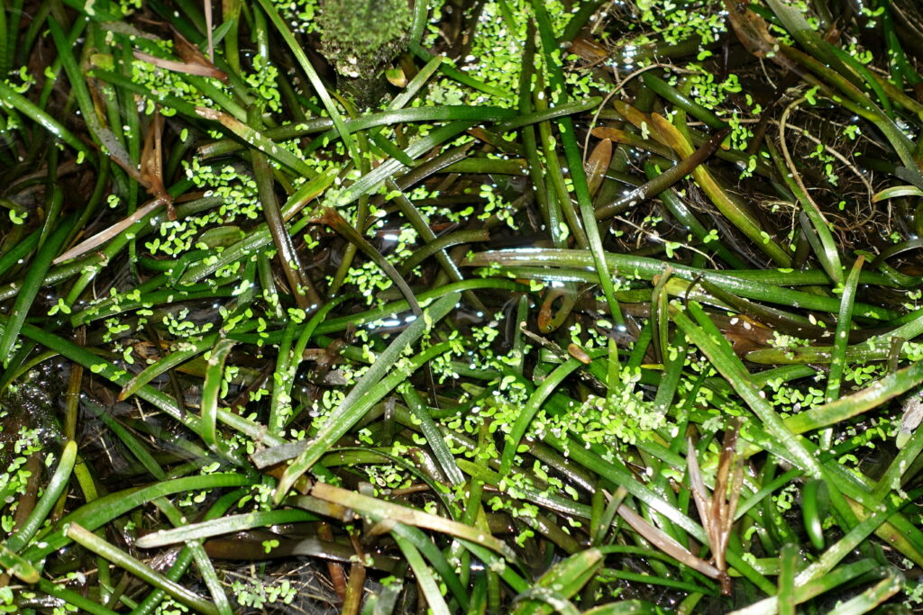 Ok Ucu (Sagittaria subulata) |commons:File:Sagittaria subulata - Botanischer Garten - Heidelberg, Germany - DSC01290.jpg
