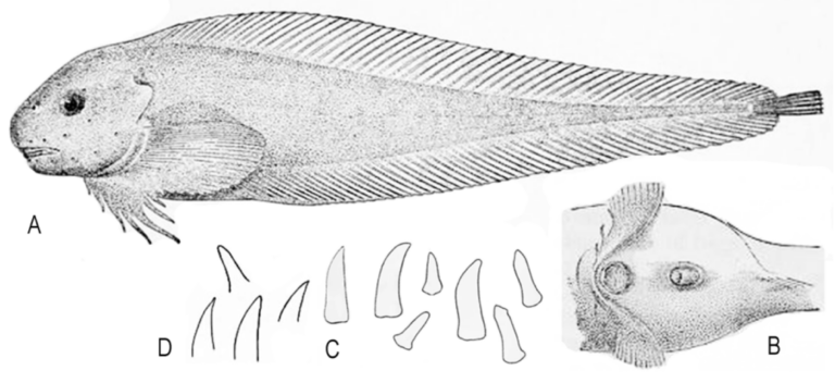 Okhotsk Snailfish (Careproctus bathycoetus) |commons:File:Careproctus bathycoetus (10.3390-taxonomy4040040) Figure 1.png