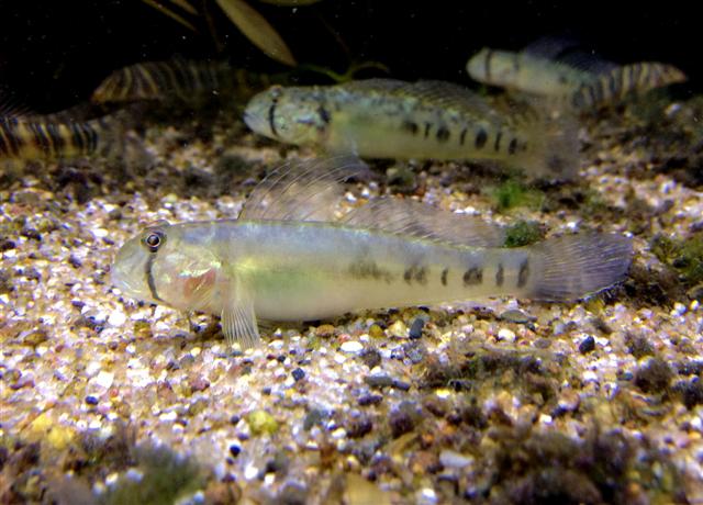 Oligolepis oligolepis (Oligolepis oligolepis) |commons:File:Oligolepis acutipennis.jpg