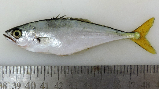 Oligoplites palometa (Oligoplites palometa) |commons:File:Oligoplites palometa.png