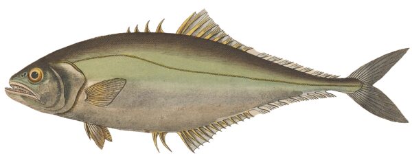 Oligoplites saliens (Oligoplites saliens) |commons:File:Oligoplites saliens.jpg