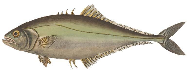 Oligoplites saliens (Oligoplites saliens) |commons:File:Oligoplites saliens.jpg