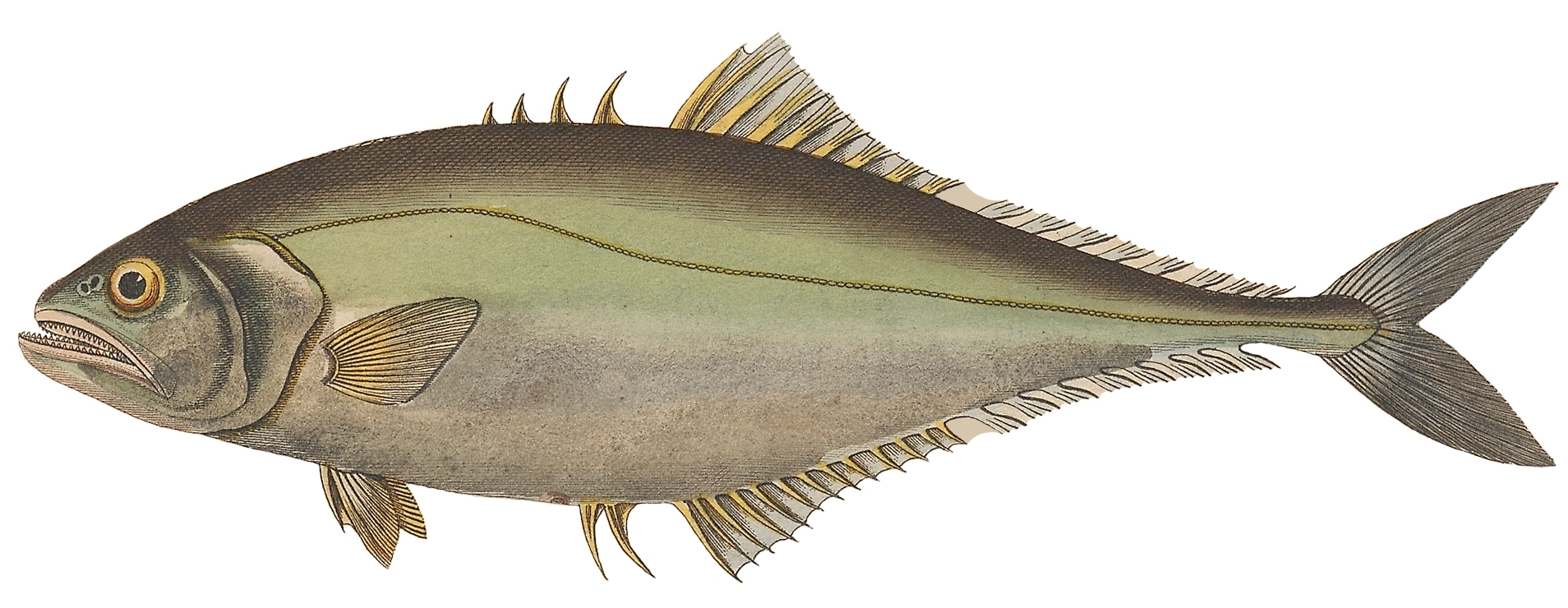 Oligoplites saliens (Oligoplites saliens) |commons:File:Oligoplites saliens.jpg