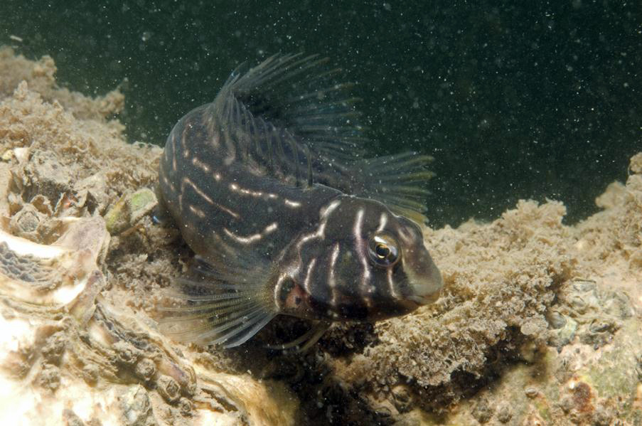 Omobranchus anolius (Omobranchus anolius) |commons:File:Omobranchus-anolius1 JKF.jpg
