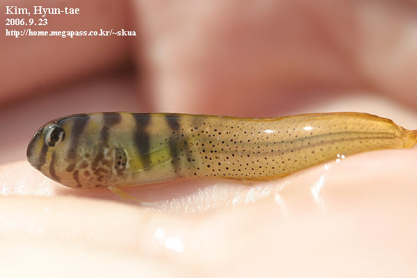 Omobranchus elegans (Omobranchus elegans) |commons:File:Omobranchus elegans.jpg