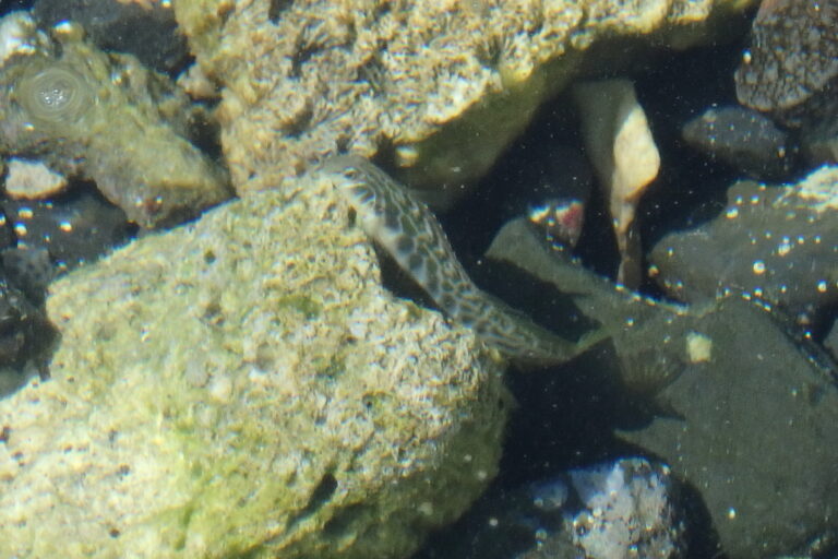 Omobranchus loxozonus (Omobranchus loxozonus) |commons:File:Omobranchus loxozonus.jpg