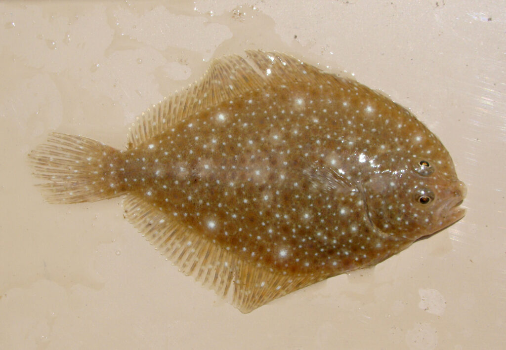 Oncopterus darwinii (Oncopterus darwinii) |commons:File:Oncopterus darwini.jpg