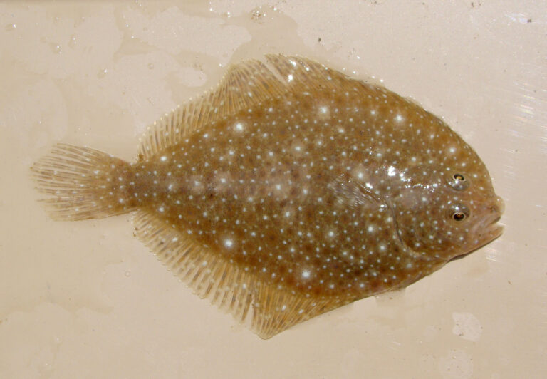 Oncopterus darwinii (Oncopterus darwinii) |commons:File:Oncopterus darwini.jpg