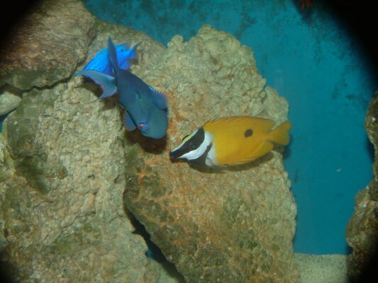 One Spot Foxface (Siganus unimaculatus) |commons:File:Blotched foxface (Siganus unimaculatus), a Blue damselfish (Chrysiptera cyanea) and a Redtoothed triggerfish (Odonus niger).jpg