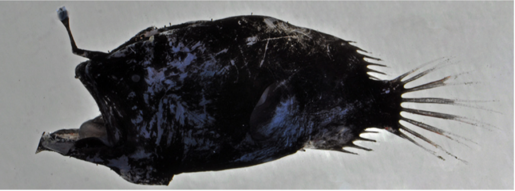 Oneirodes luetkeni (Oneirodes luetkeni) |commons:File:Oneirodes luetkeni;.png