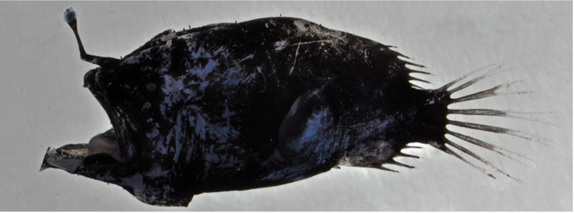 Oneirodes luetkeni (Oneirodes luetkeni) |commons:File:Oneirodes luetkeni;.png