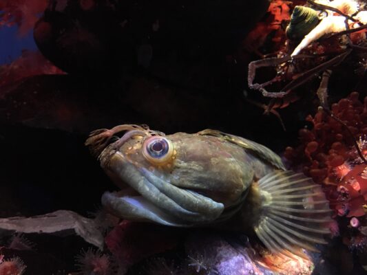 Onespot Fringehead (Neoclinus uninotatus) |commons:File:Neoclinus uninotatus 1 2017-04-01.jpg