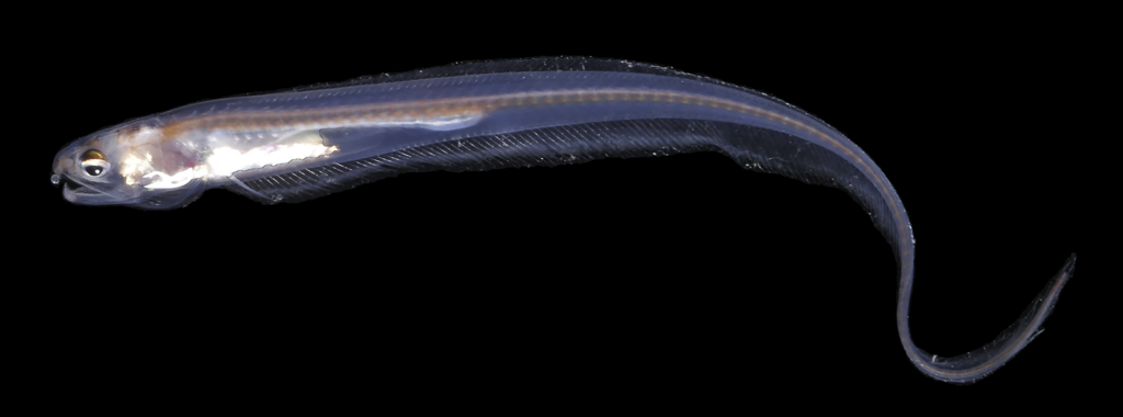 Onuxodon fowleri (Onuxodon fowleri) |commons:File:Onuxodon fowleri (10.7717-peerj.2930) Figure 5 (cropped).png