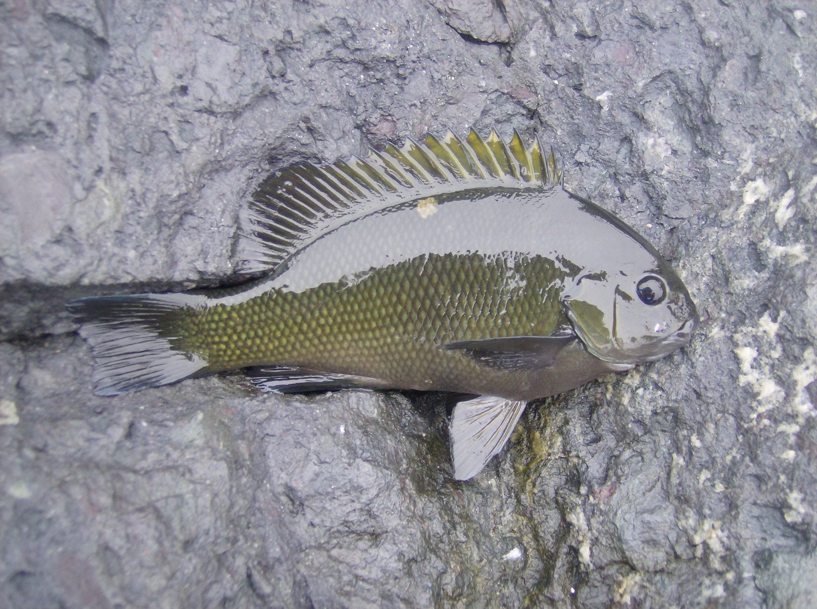 Opaleye (Girella nigricans) |commons:File:Opaleye (Girella nigricans).jpg