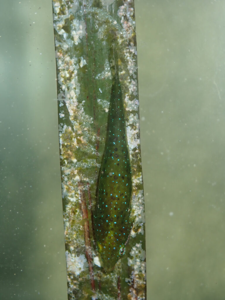 Opeatogenys gracilis (Opeatogenys gracilis) |commons:File:Opeatogenys gracilis.jpg