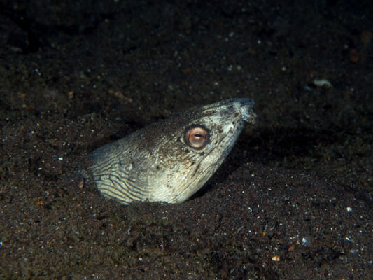 Ophichthus altipennis (Ophichthus altipennis) |commons:File:Ophichthus altipennis - HotateUHface.jpg