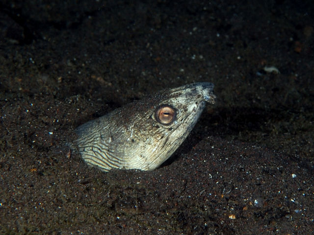 Ophichthus altipennis (Ophichthus altipennis) |commons:File:Ophichthus altipennis - HotateUHface.jpg