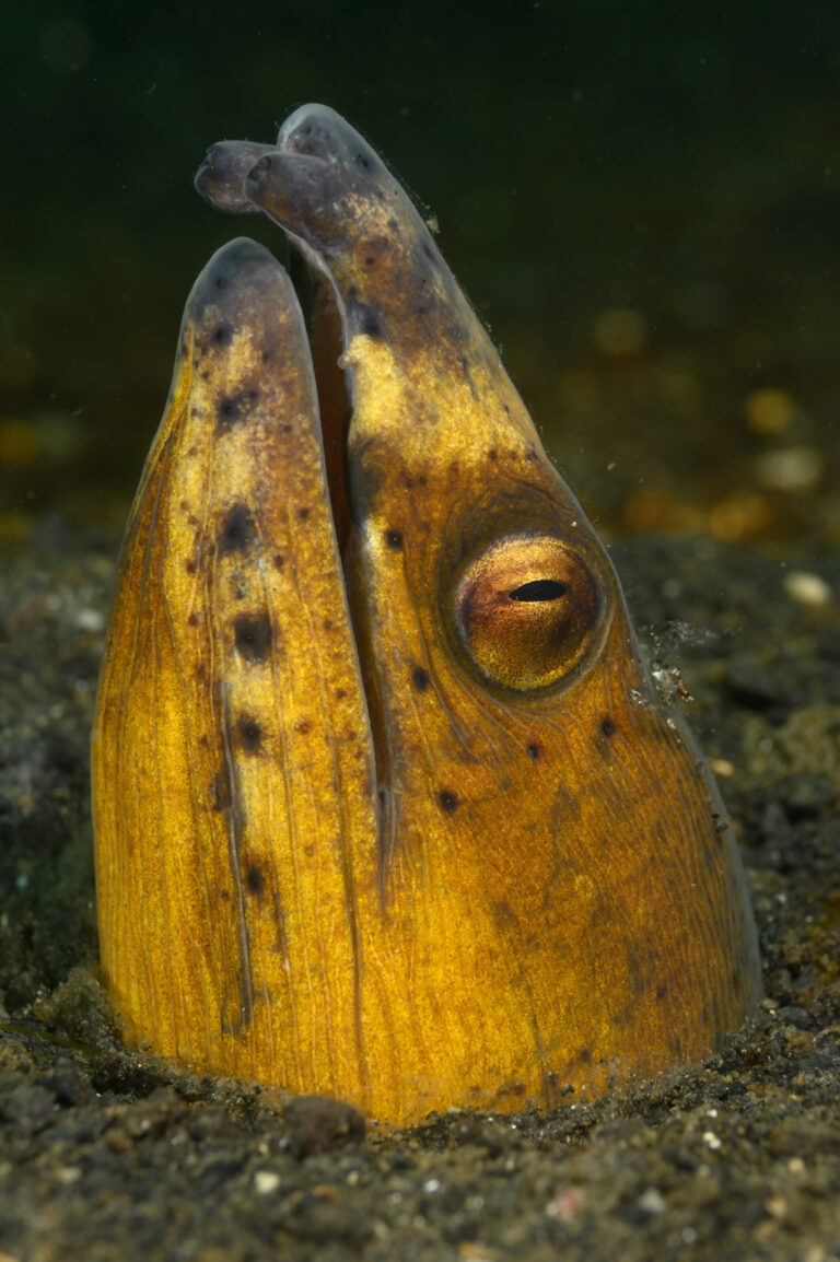 Ophichthus cephalozona (Ophichthus cephalozona) |commons:File:2019 Ophichthus cephalozona - Lembeh Strait - by 2eight - ZSC9014.jpg