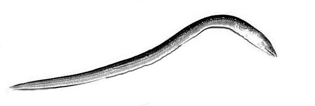 Ophichthus remiger (Ophichthus remiger) |commons:File:Ophichthus remiger.jpg