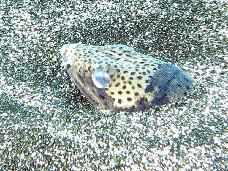 Ophichthus serpentinus (Ophichthus serpentinus) |commons:File:Serpenton tacheté (Ophichthus ophis) (Ifremer 00618-73014).jpg