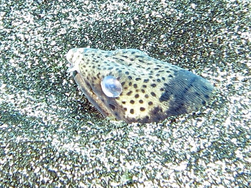 Ophichthus serpentinus (Ophichthus serpentinus) |commons:File:Serpenton tacheté (Ophichthus ophis) (Ifremer 00618-73014).jpg