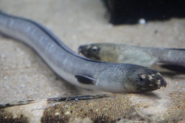 Ophichthus zophistius (Ophichthus zophistius) |commons:File:Ophichthus zophistius Uotto1.jpg