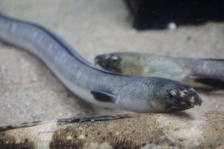 Ophichthus zophistius (Ophichthus zophistius) |commons:File:Ophichthus zophistius Uotto1.jpg