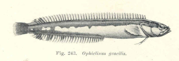 Ophiclinus gracilis (Ophiclinus gracilis) |commons:File:FMIB 45733 Ophiclinus gracilis.jpeg