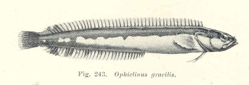 Ophiclinus gracilis (Ophiclinus gracilis) |commons:File:FMIB 45733 Ophiclinus gracilis.jpeg