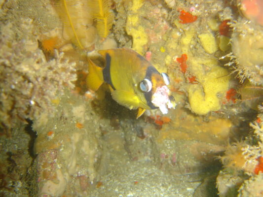Oplegnathus conwayi (Oplegnathus conwayi) |commons:File:Oplegnathus conwayi 15394168.jpg