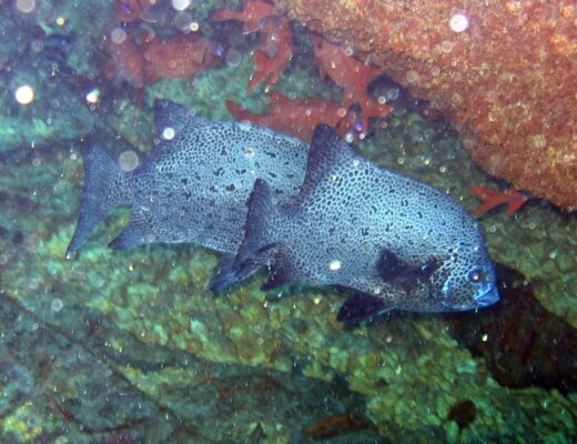 Oplegnathus punctatus (Oplegnathus punctatus) |commons:File:Oplegnathus punctatus.jpg