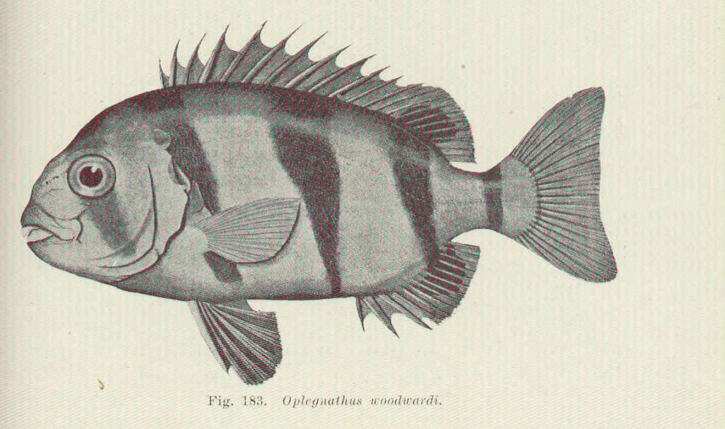 Oplegnathus woodwardi (Oplegnathus woodwardi) |commons:File:FMIB 45685 Oplegnathus woodwardi.jpeg