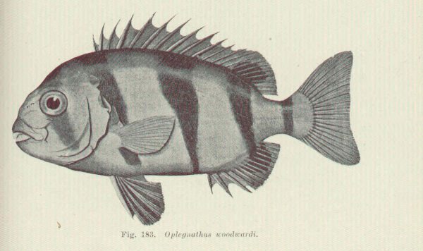 Oplegnathus woodwardi (Oplegnathus woodwardi) |commons:File:FMIB 45685 Oplegnathus woodwardi.jpeg